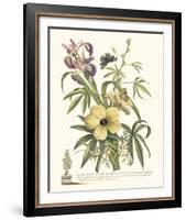 Ketmia, Iris and Alsine-Georg Ehret-Framed Giclee Print