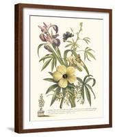 Ketmia, Iris and Alsine-Georg Ehret-Framed Giclee Print