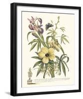 Ketmia, Iris and Alsine-Georg Ehret-Framed Giclee Print