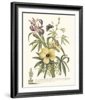 Ketmia, Iris and Alsine-Georg Ehret-Framed Giclee Print