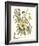 Ketmia, Iris and Alsine-Georg Ehret-Framed Giclee Print