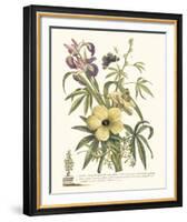 Ketmia, Iris and Alsine-Georg Ehret-Framed Giclee Print