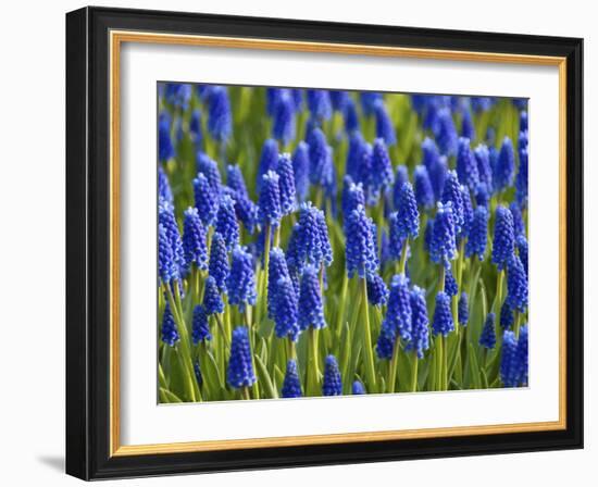 Keukenhof Gardens, Lisse, Holland, Netherlands-Lisa S. Engelbrecht-Framed Photographic Print