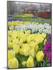 Keukenhof Gardens, Lisse, Netherlands-Adam Jones-Mounted Photographic Print