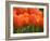 Keukenhof Gardens, Lisse, Netherlands-Cindy Miller Hopkins-Framed Photographic Print