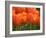 Keukenhof Gardens, Lisse, Netherlands-Cindy Miller Hopkins-Framed Photographic Print