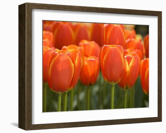 Keukenhof Gardens, Lisse, Netherlands-Cindy Miller Hopkins-Framed Photographic Print