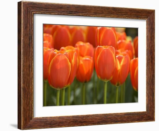 Keukenhof Gardens, Lisse, Netherlands-Cindy Miller Hopkins-Framed Photographic Print