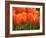 Keukenhof Gardens, Lisse, Netherlands-Cindy Miller Hopkins-Framed Photographic Print