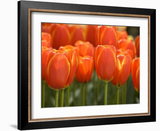 Keukenhof Gardens, Lisse, Netherlands-Cindy Miller Hopkins-Framed Photographic Print