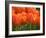 Keukenhof Gardens, Lisse, Netherlands-Cindy Miller Hopkins-Framed Photographic Print