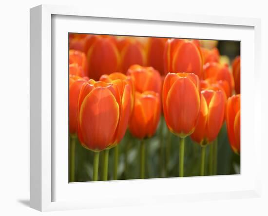 Keukenhof Gardens, Lisse, Netherlands-Cindy Miller Hopkins-Framed Photographic Print