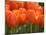 Keukenhof Gardens, Lisse, Netherlands-Cindy Miller Hopkins-Mounted Photographic Print