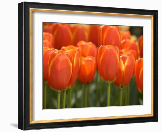 Keukenhof Gardens, Lisse, Netherlands-Cindy Miller Hopkins-Framed Photographic Print