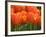 Keukenhof Gardens, Lisse, Netherlands-Cindy Miller Hopkins-Framed Photographic Print