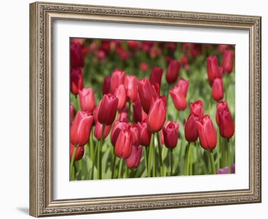 Keukenhof Gardens, Lisse, Netherlands-Cindy Miller Hopkins-Framed Photographic Print