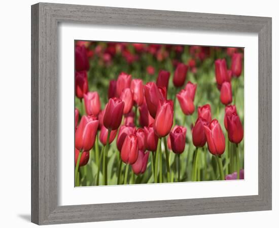 Keukenhof Gardens, Lisse, Netherlands-Cindy Miller Hopkins-Framed Photographic Print