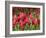 Keukenhof Gardens, Lisse, Netherlands-Cindy Miller Hopkins-Framed Photographic Print