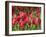 Keukenhof Gardens, Lisse, Netherlands-Cindy Miller Hopkins-Framed Photographic Print