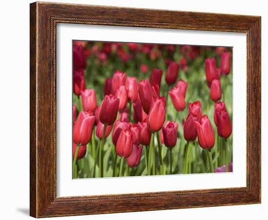 Keukenhof Gardens, Lisse, Netherlands-Cindy Miller Hopkins-Framed Photographic Print