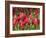 Keukenhof Gardens, Lisse, Netherlands-Cindy Miller Hopkins-Framed Photographic Print