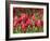 Keukenhof Gardens, Lisse, Netherlands-Cindy Miller Hopkins-Framed Photographic Print