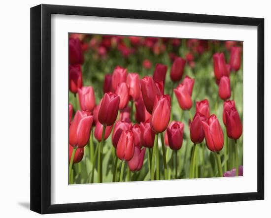 Keukenhof Gardens, Lisse, Netherlands-Cindy Miller Hopkins-Framed Photographic Print