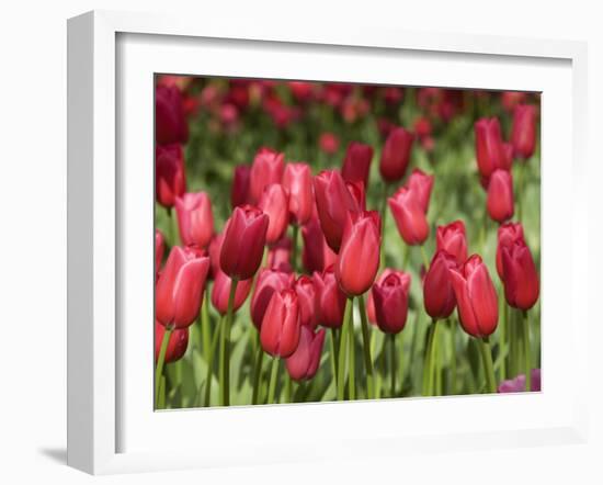 Keukenhof Gardens, Lisse, Netherlands-Cindy Miller Hopkins-Framed Photographic Print