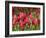 Keukenhof Gardens, Lisse, Netherlands-Cindy Miller Hopkins-Framed Photographic Print