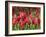 Keukenhof Gardens, Lisse, Netherlands-Cindy Miller Hopkins-Framed Photographic Print