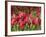 Keukenhof Gardens, Lisse, Netherlands-Cindy Miller Hopkins-Framed Photographic Print