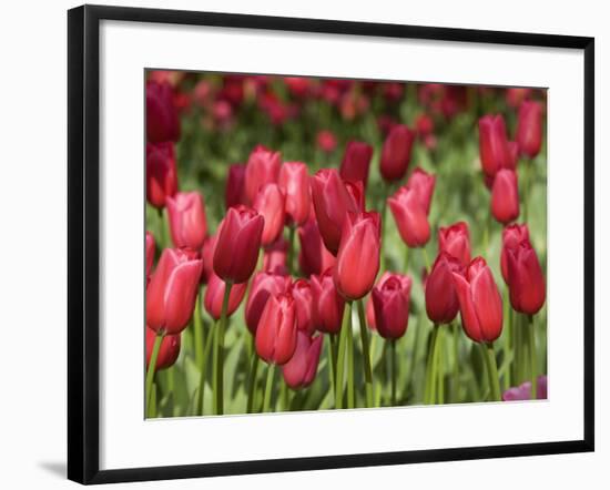 Keukenhof Gardens, Lisse, Netherlands-Cindy Miller Hopkins-Framed Photographic Print