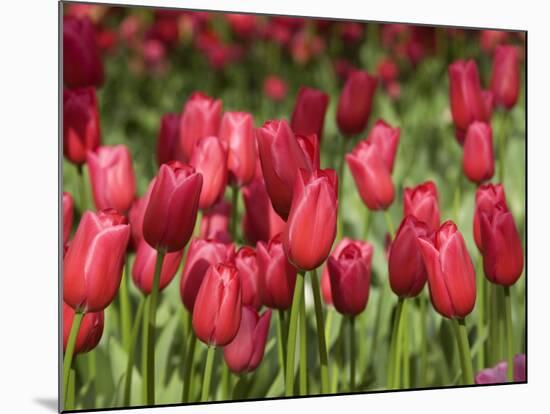 Keukenhof Gardens, Lisse, Netherlands-Cindy Miller Hopkins-Mounted Photographic Print