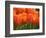 Keukenhof Gardens, Lisse, Netherlands-Cindy Miller Hopkins-Framed Photographic Print