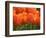 Keukenhof Gardens, Lisse, Netherlands-Cindy Miller Hopkins-Framed Photographic Print