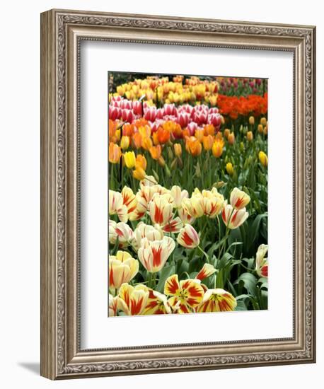 Keukenhof Gardens, Lisse, Netherlands-Cindy Miller Hopkins-Framed Photographic Print