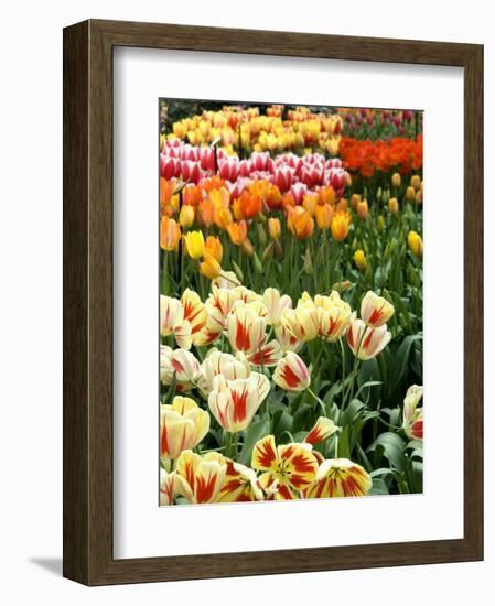 Keukenhof Gardens, Lisse, Netherlands-Cindy Miller Hopkins-Framed Photographic Print