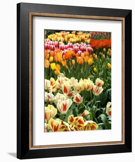 Keukenhof Gardens, Lisse, Netherlands-Cindy Miller Hopkins-Framed Photographic Print