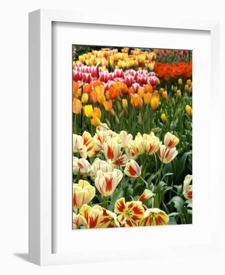 Keukenhof Gardens, Lisse, Netherlands-Cindy Miller Hopkins-Framed Photographic Print