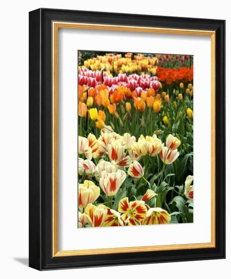 Keukenhof Gardens, Lisse, Netherlands-Cindy Miller Hopkins-Framed Photographic Print