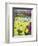 Keukenhof Gardens, Lisse, Netherlands-Adam Jones-Framed Photographic Print