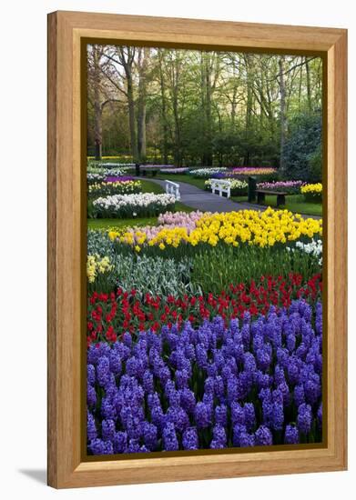 Keukenhof Gardens Near Lisse in Springtime Bloom-Darrell Gulin-Framed Premier Image Canvas