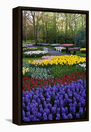 Keukenhof Gardens Near Lisse in Springtime Bloom-Darrell Gulin-Framed Premier Image Canvas