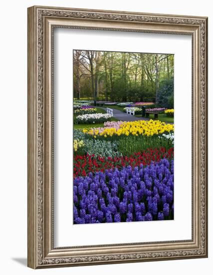 Keukenhof Gardens Near Lisse in Springtime Bloom-Darrell Gulin-Framed Photographic Print