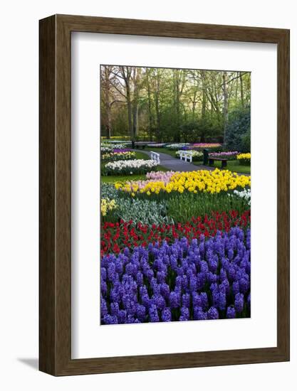 Keukenhof Gardens Near Lisse in Springtime Bloom-Darrell Gulin-Framed Photographic Print