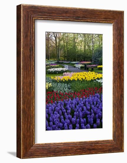 Keukenhof Gardens Near Lisse in Springtime Bloom-Darrell Gulin-Framed Photographic Print