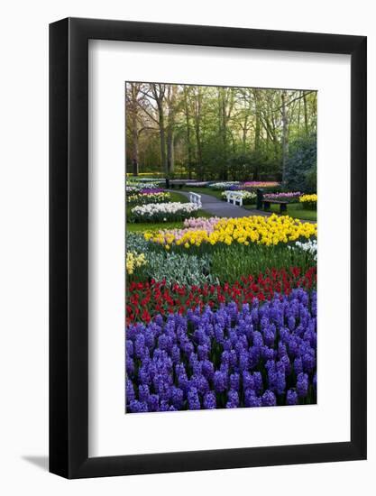 Keukenhof Gardens Near Lisse in Springtime Bloom-Darrell Gulin-Framed Photographic Print