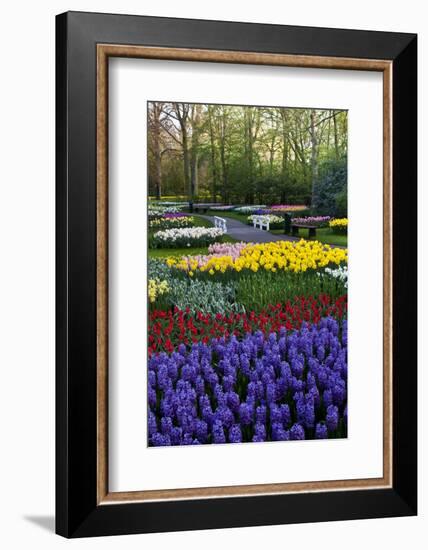 Keukenhof Gardens Near Lisse in Springtime Bloom-Darrell Gulin-Framed Photographic Print