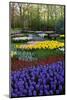 Keukenhof Gardens Near Lisse in Springtime Bloom-Darrell Gulin-Mounted Photographic Print