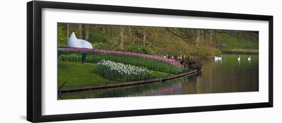 Keukenhof Gardens Panorama with Swans-Anna Miller-Framed Photographic Print